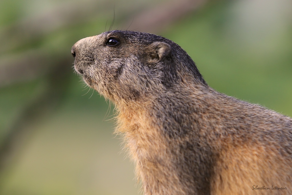 Marmotte des Alpes (Marmota marmota)